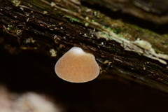Crepidotus nephrodes
