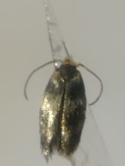 Etainia sericopeza