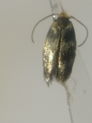 Etainia sericopeza