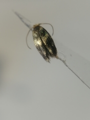 Etainia sericopeza