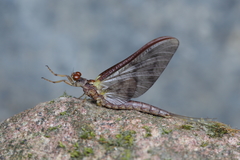 Ichthybotus hudsoni