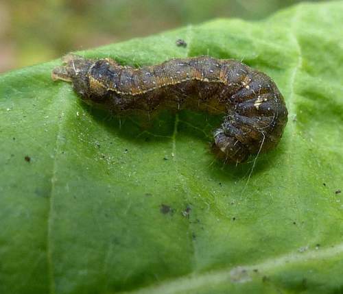 Small Brown Quaker