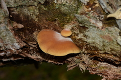Crepidotus nephrodes