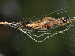 Cyclosa confusa