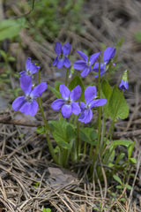 Viola collina