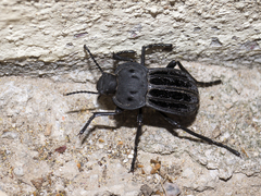 Alphasida holosericea