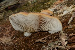 Crepidotus nephrodes
