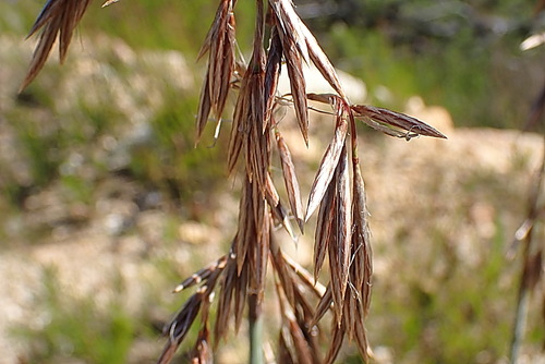 Image of Thamnochortus cinereus by no rights reserved