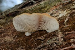 Crepidotus nephrodes