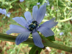 Astylus sexmaculatus