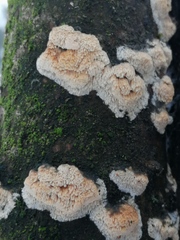 Antrodia heteromorpha