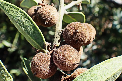 Image of Euclea polyandra by no rights reserved