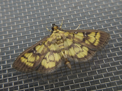 Goniorhynchus exemplaris