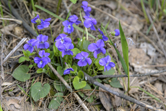 Viola collina