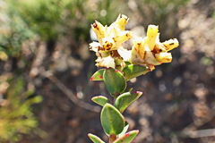 Penaea cneorum cneorum