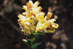 Penaea cneorum cneorum