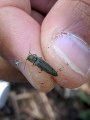 Synaptus filiformis
