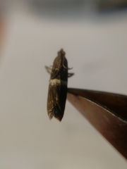 Elegia similella