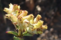 Penaea cneorum cneorum