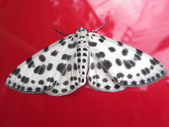 Antipercnia albinigrata