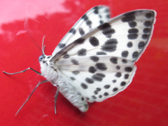 Antipercnia albinigrata