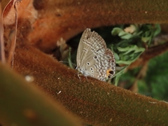 Luthrodes pandava peripatria