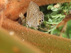 Luthrodes pandava peripatria