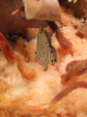 Luthrodes pandava peripatria