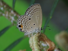 Luthrodes pandava peripatria