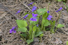 Viola collina