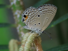 Luthrodes pandava peripatria