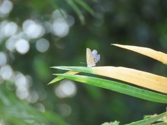 Luthrodes pandava peripatria