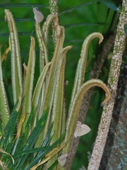 Luthrodes pandava peripatria