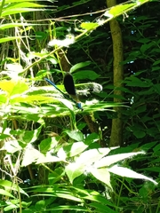 Calopteryx splendens