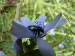 Astylus sexmaculatus