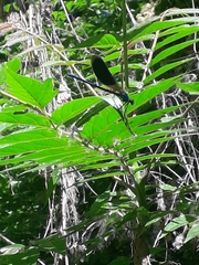 Calopteryx splendens