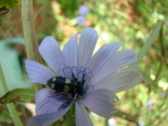 Astylus sexmaculatus