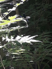 Calopteryx splendens