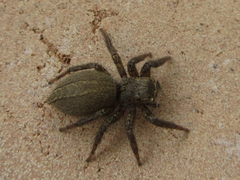 Araneae