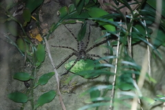 Heteropoda simplex