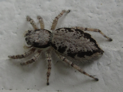 Salticidae
