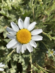 Anacyclus