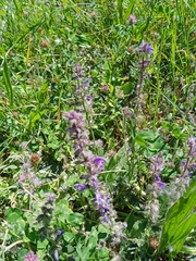 Salvia pratensis