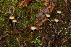 Mycena mijoi