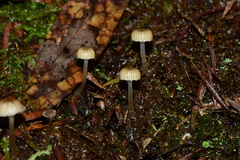 Mycena mijoi