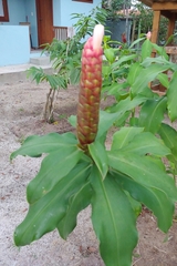 Costus