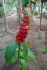 Costus