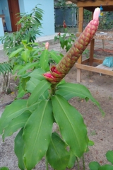 Costus