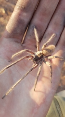 Afroneutria erythrochelis