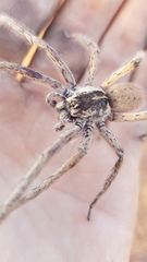 Afroneutria erythrochelis